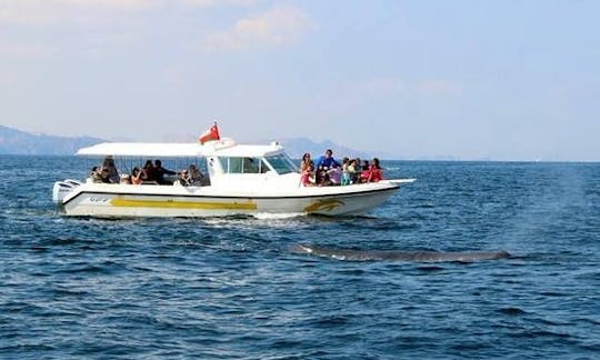 Sidab Super Special Trip on 12 Seater boat.