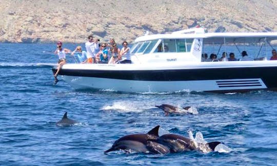 Dolphin Watching Tours - Muscat, Oman.