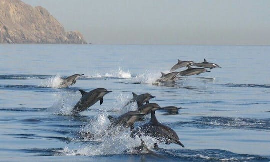 Dolphin Watching Tours - Muscat, Oman.