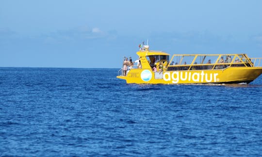 Whale Watching 50.00€