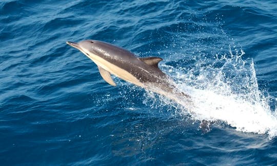 Dolphin Watching Tours - Muscat, Oman.