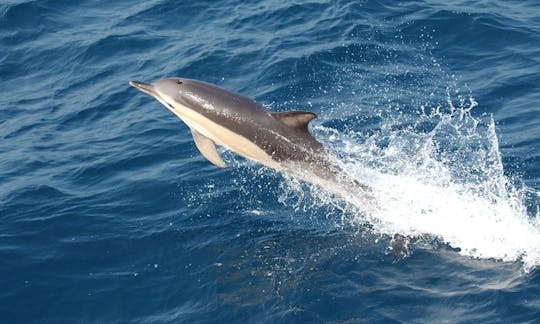 Dolphin Watching Tours - Muscat, Oman.