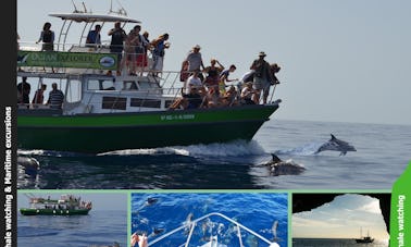 Flipper 11:00 am responsible whale watching & coastal highlights