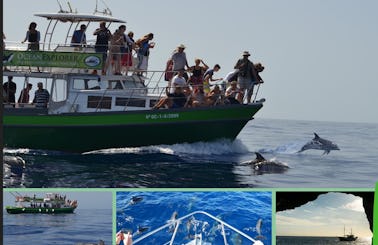 Flipper 11:00 am responsible whale watching & coastal highlights