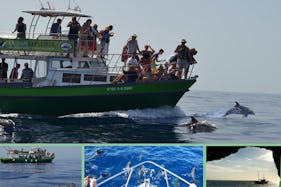 Flipper 11:00 am responsible whale watching & coastal highlights