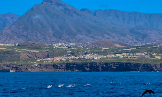 OceanExplorer La Palma national park & cetaceans