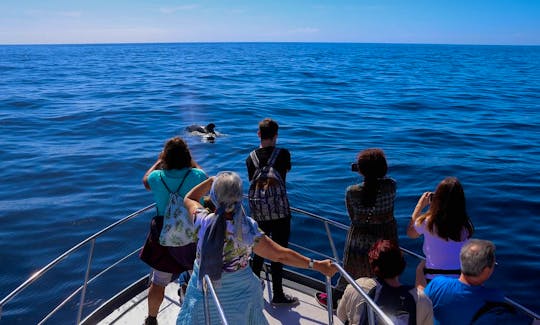 OceanExplorer La Palma cetaceans ahead