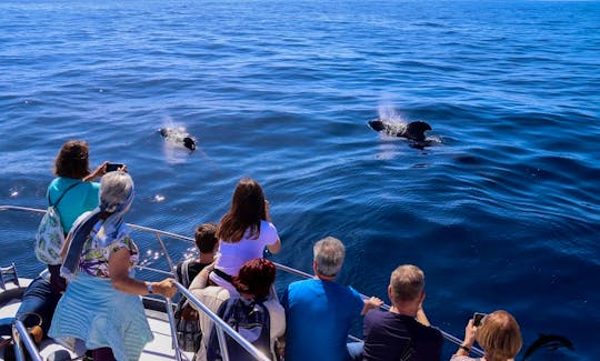 OceanExplorer La Palma Flipper & pilotwhales