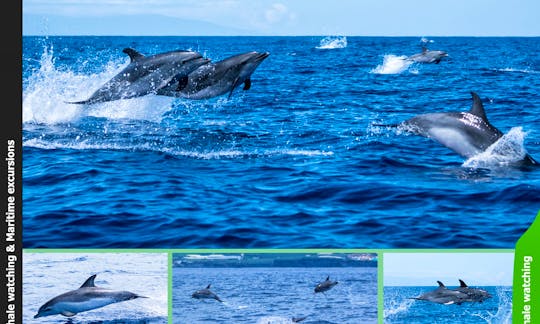 OceanExplorer La Palma Dolphins