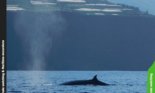 OceanExplorer La Palma Whale watching