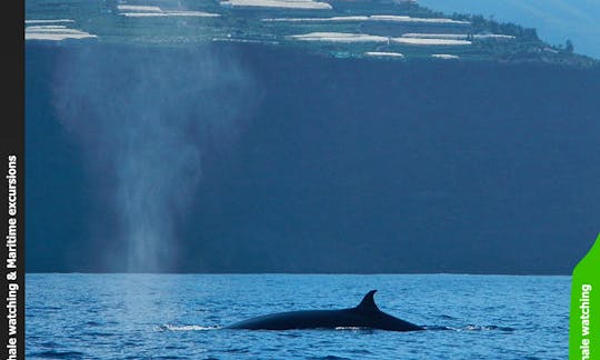 OceanExplorer La Palma Whale watching