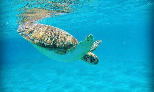 Dive deep with the turtles!