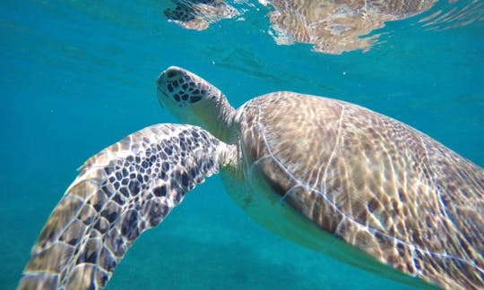 Swim with the turtles!
