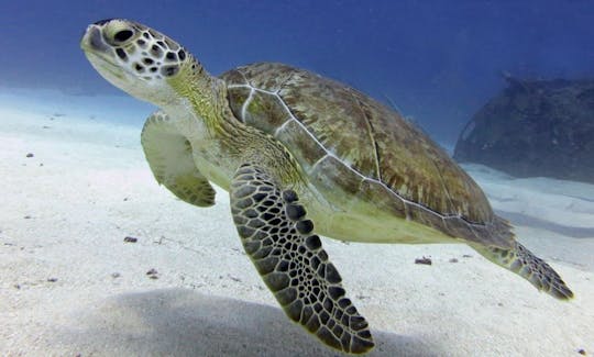 Scuba Diving in Sint Maarten