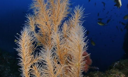 Buceo en la isla de San Jorge, Azores