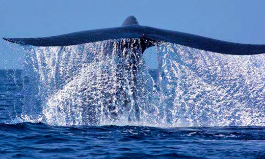 Explore Blue Whales with Whales Watching Sri Lanka (My Ceylon Adventures)