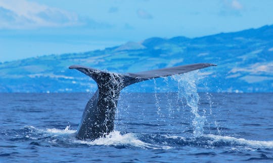 Spermwhale tail