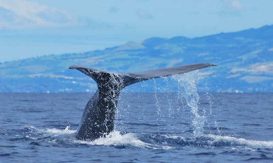 Spermwhale tail