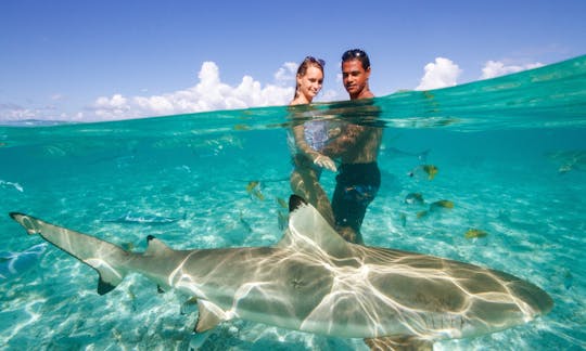 Eco Shark and Ray, Coral Garden Snorkel Safari