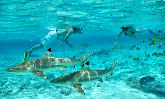 Eco Shark and Ray, Coral Garden Snorkel Safari