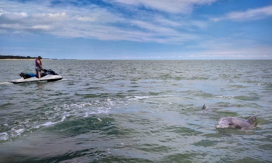 I can take you to see the dolphins in their natural habitat on a guided trip.
