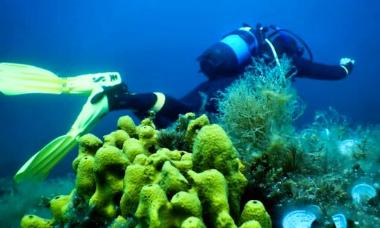 Fun Dive for Non-Certified Divers in Ammouliani, Chalkidiki