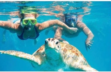 Swim With The Turtles Of Green Cay | Snorkel Off Rose Island | Private Beach Visit
