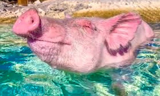 Pink Sands and Swimming Pigs Tour - Eleuthera
