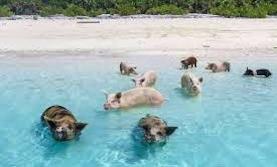 Swim with the Pigs of Exuma Cays