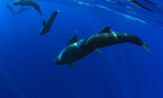 コスタアデヘ（テネリフェ島）でのプライベートエコカタマランレンタル