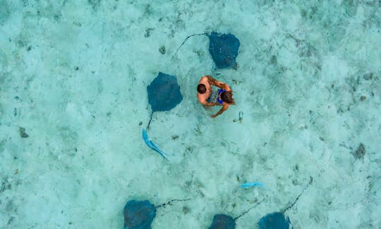 Eco Shark and Ray, Coral Garden Snorkel Safari