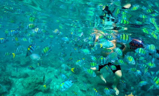 Snorkel among corals and tropical fish