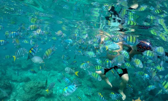 Snorkel among corals and tropical fish