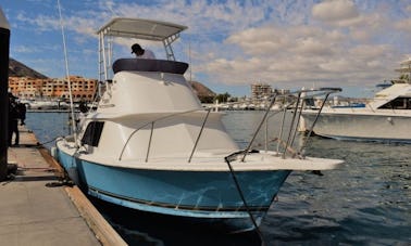 31' Bertram - Halcon Sport Fisherman Fishing Charter in Cabo San Lucas, Mexico