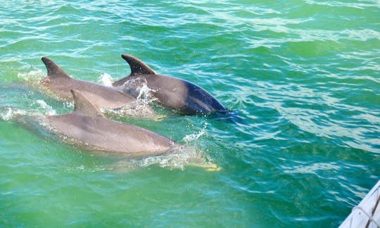 2 hours Dolphin Watch Sailing Excursion on Boca Ciega Bay and the Greater Tampa Bay