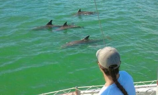 2 hours Dolphin Watch Sailing Excursion on Boca Ciega Bay and the Greater Tampa Bay