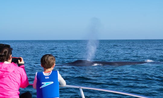 Giant 80' blue whale