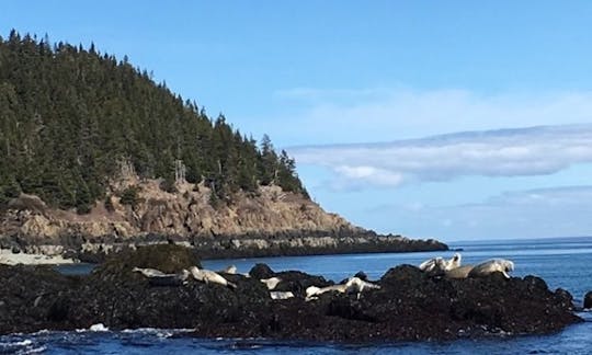 Bay Of Fundy Scenic Lobster Tours - a 43 ft Lobster tour  Boat in Digby, Canada