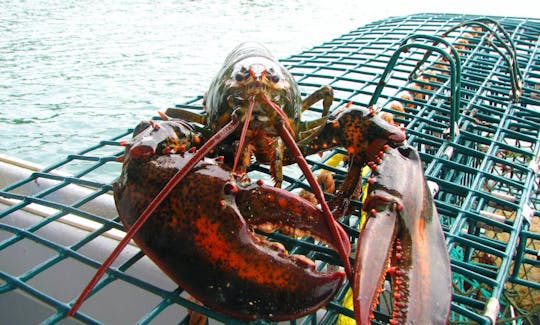 Bay Of Fundy Scenic Lobster Tours - a 43 ft Lobster tour  Boat in Digby, Canada