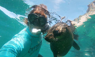 Buceo con focas en Cabo Occidental, Sudáfrica