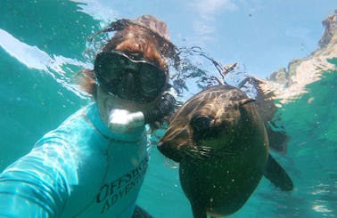 Snorkeling with Seals in Western Cape, South Africa