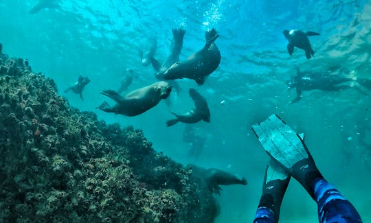 Snorkeling with Seals in Western Cape, South Africa