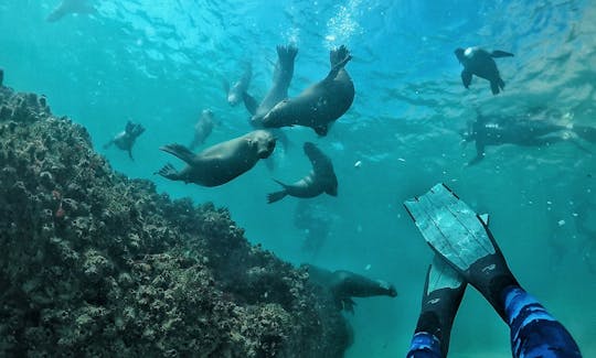 Snorkeling with Seals in Western Cape, South Africa