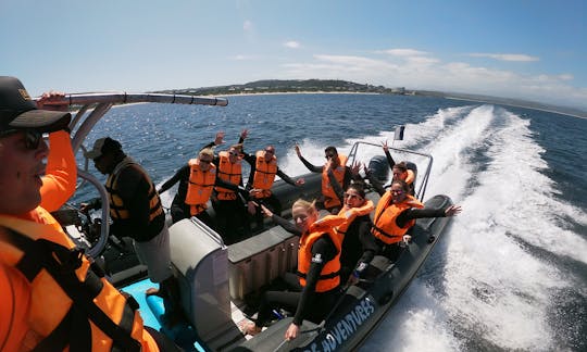 Snorkeling with Seals in Western Cape, South Africa