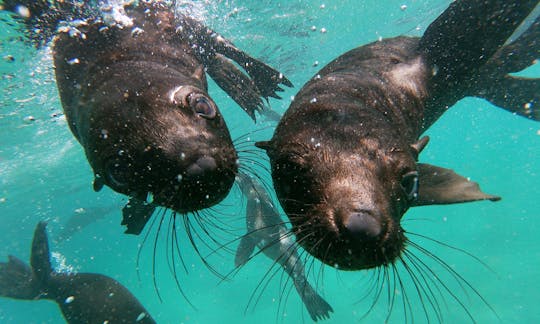 Snorkeling with Seals in Western Cape, South Africa