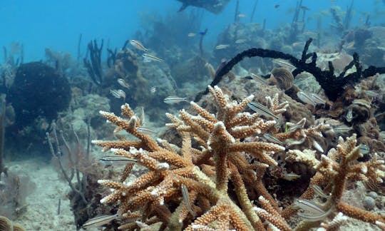 Scuba Diving boat trip in Bayahibe