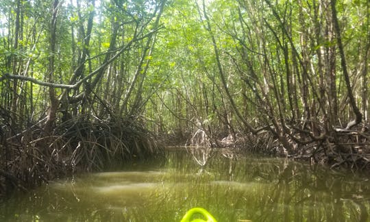Kayaking in the mangrove