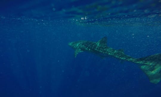 セイシェルのベ・サンタンヌでの豪華フィッシング・チャーター