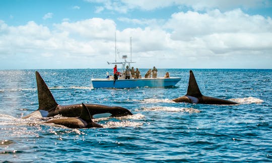 Orcas - once in a lifetime!