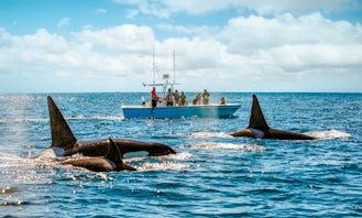 Premier Private Group Whale and Dolphin Watching Tours, Newport Beach